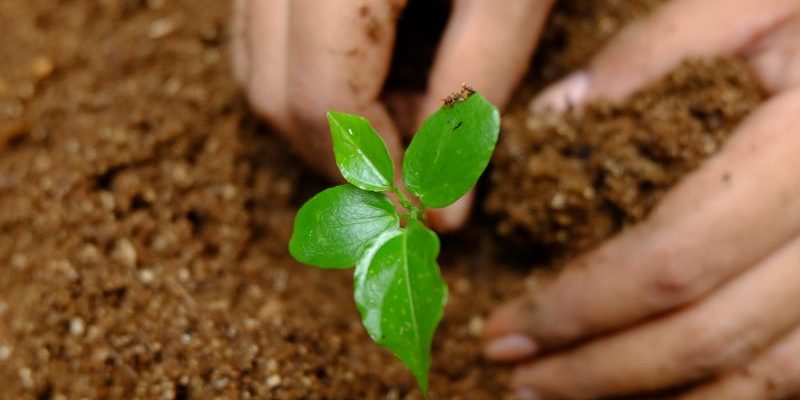 Pentingnya Konservasi dan Langkah Kecil untuk Kelestarian Alam