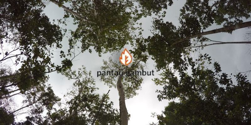 Restorasi Lahan Gambut, Kembalikan Ekosistem Alam Demi Masyarakat dan Lingkungan