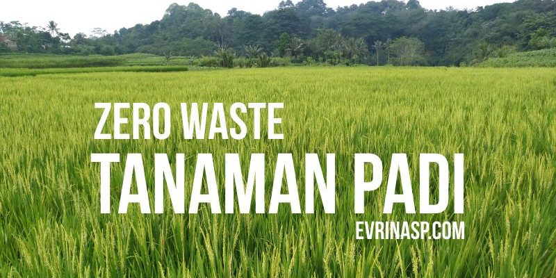 Zero Waste Pada Tanaman Padi
