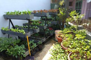 Inspirasi 80 Tahun Sinar Mas: Bertanam Organik Mulai dari Pekarangan